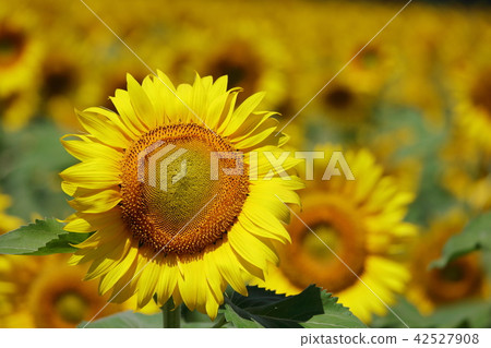 Sunflower field 42527908