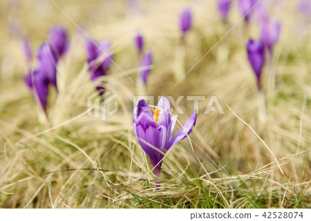 Spring crocus flower 42528074
