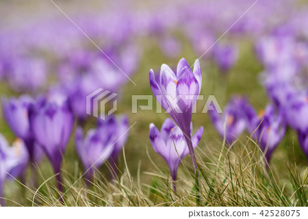 Spring crocus flowers 42528075