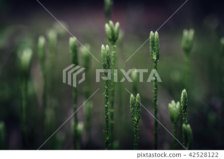 Stagshorn clubmoss, Lycopodium clavatum Stagshorn clubmoss, Lycopodium clavatum 42528122