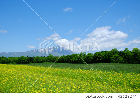 Koiwai農場的油菜籽領域 42528274