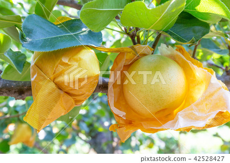 二十世紀的梨 二十世紀的梨 42528427