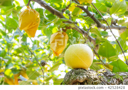Twentieth Century Pear Twentieth Century Pear 42528428