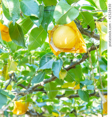 Twentieth century pear - It is in a paper bag Twentieth century pear - It is in a paper bag 42528430