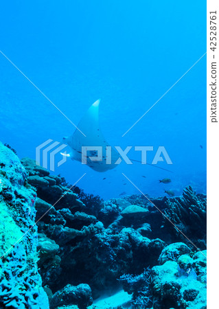 Manta swimming in the sea of coral reef (Manta birostris) Yap Island · Micronesia Manta swimming in the sea of coral reef (Manta birostris) Yap Island · Micronesia 42528761