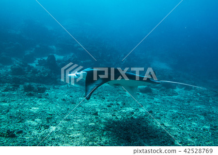 Young manta swimming in the sea of coral reef (Manta birostris) Yap Island · Micronesia Young manta swimming in the sea of coral reef (Manta birostris) Yap Island · Micronesia 42528769