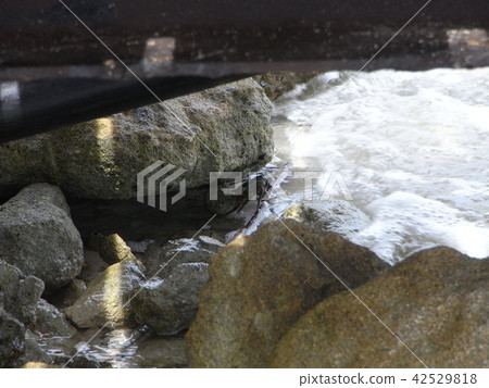 新的Canidonia 新的Canidonia 42529818