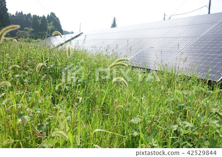 Solar power plant surrounded by weeds Solar power plant surrounded by weeds 42529844