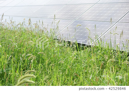 Solar power plant surrounded by weeds 42529846