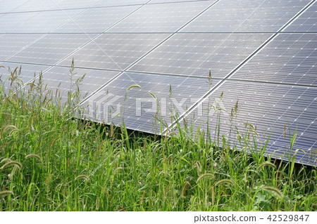 太陽能發電廠被雜草包圍 太陽能發電廠被雜草包圍 42529847