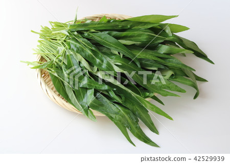 aka油脂的灌木叢 aka油脂的灌木叢 42529939