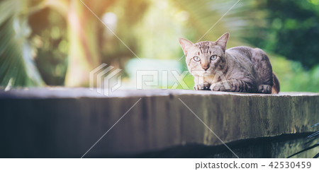 Cat on the house wall looking at camera 42530459
