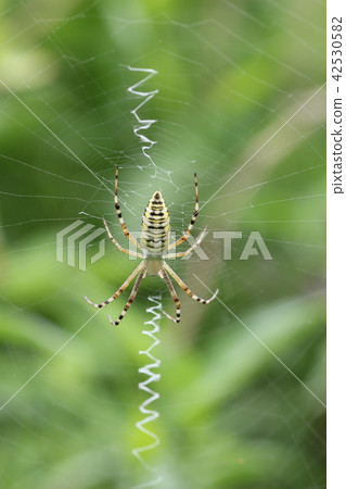 女Naga Koganegumo 08 42530582