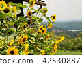 向日葵在紐約 42530887