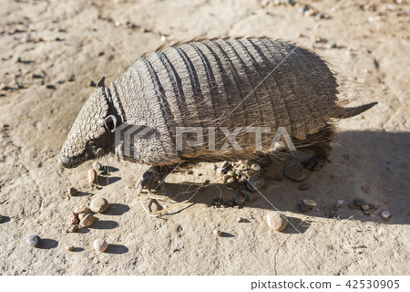 Armadillo from Peninsula Valdez, Patagonia,  42530905