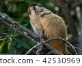 Female capuchin monkey with a baby on her back 42530969