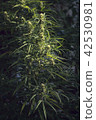 Marijuana is grown for medical purposes, Uruguay 42530981