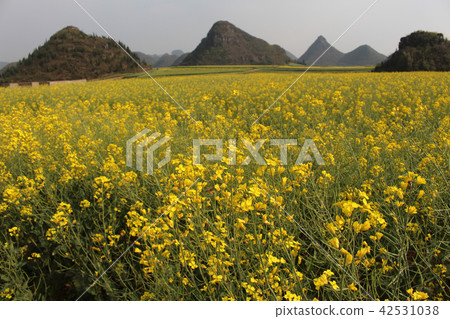 Luohei · Jin Chong Peak · Rape blossoms 42531038