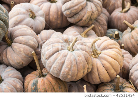 一堆南瓜 42531454