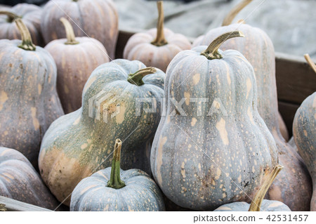 一堆南瓜 一堆南瓜 42531457