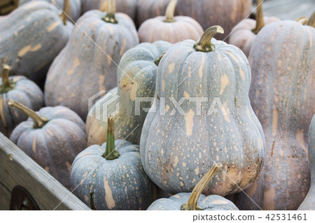 一堆南瓜 一堆南瓜 42531461
