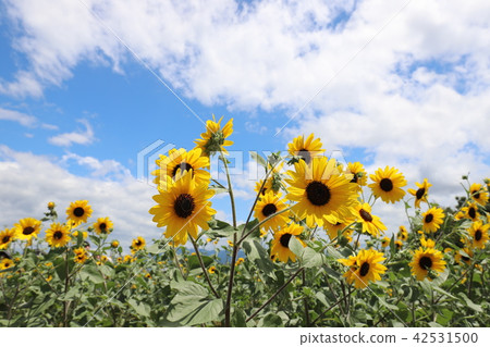 Sunflower of Makimi Hill Park 42531500