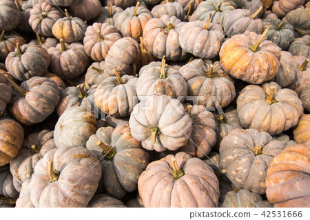 a pile of pumpkins a pile of pumpkins 42531666