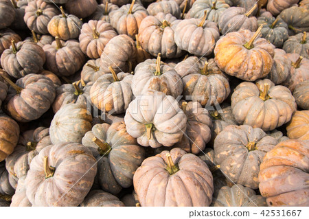 一堆南瓜 一堆南瓜 42531667