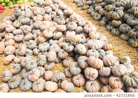 一堆南瓜 一堆南瓜 42531668