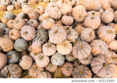 一堆南瓜 一堆南瓜 42531669