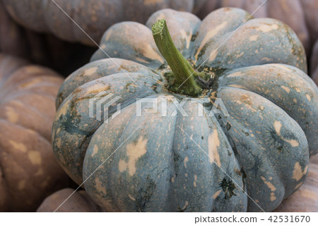 一堆南瓜 一堆南瓜 42531670
