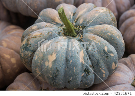 一堆南瓜 一堆南瓜 42531671