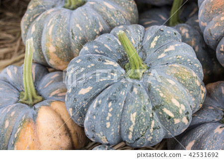 a pile of pumpkins a pile of pumpkins 42531692