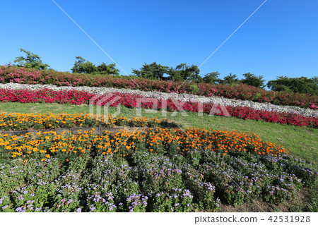 Masumi hillside park in the summer 42531928