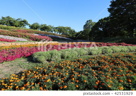 Masumi hillside park in the summer 42531929