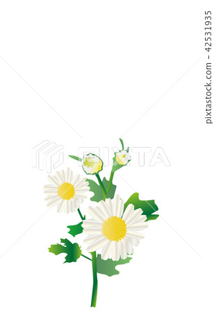 Prefectural Flower: Hyogo Nojigi Prefectural Flower: Hyogo Nojigi 42531935