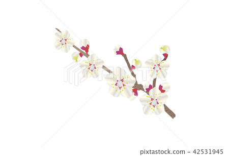 Prefectural flower: Wakayama plum Prefectural flower: Wakayama plum 42531945