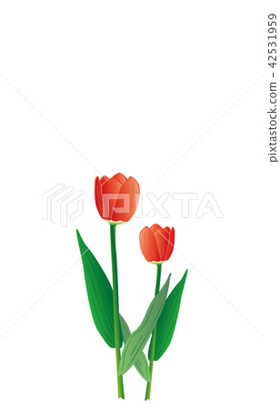 Prefectural flower: Toyama tulip 42531959