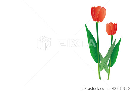 Prefectural flower: Toyama tulip 42531960