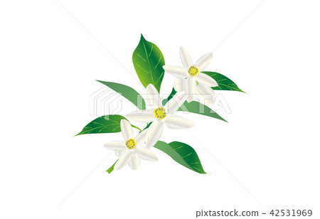 Prefectural flower: Tokushima sudachi Prefectural flower: Tokushima sudachi 42531969