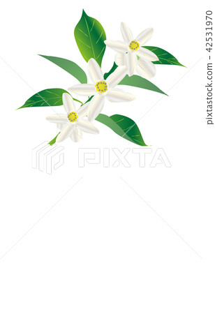 縣花德島須橘 42531970