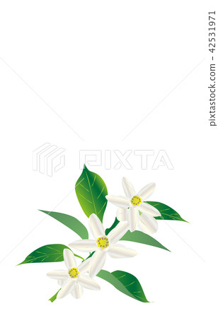 縣花德島須橘 42531971