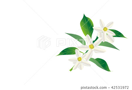 縣花德島須橘 42531972