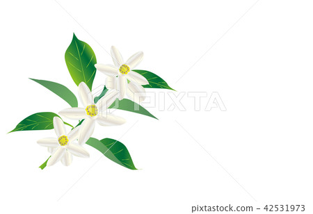 縣花德島須橘 42531973