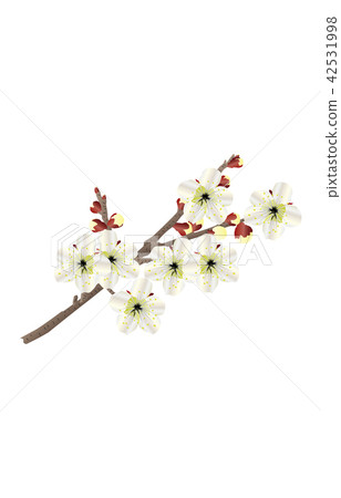 Prefectural flower: Fukuoka plum 42531998