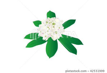 Prefectural flower: Fukushima Nemoto Rhododendron 42531999