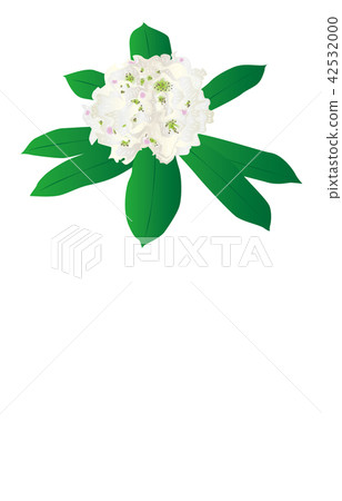 縣花 福島根杜鵑 縣花 福島根杜鵑 42532000