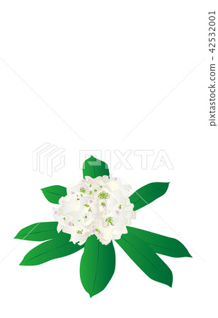縣花 福島根杜鵑 縣花 福島根杜鵑 42532001