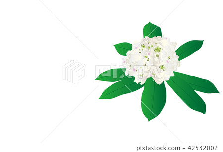 Prefectural flower: Fukushima Nemoto Rhododendron 42532002