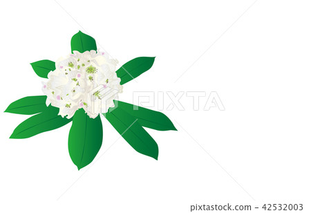 縣花 福島根杜鵑 縣花 福島根杜鵑 42532003